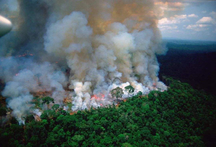 解析无线网桥在森林防火领域的重要作用